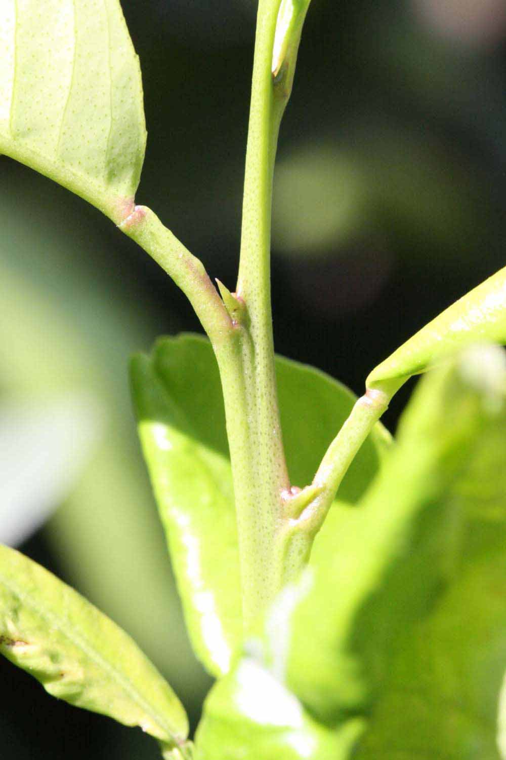            First year twig (Riverside, CA)   